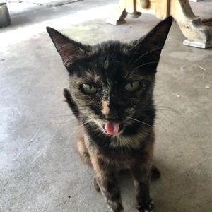 Meet your Posher, Jasmine